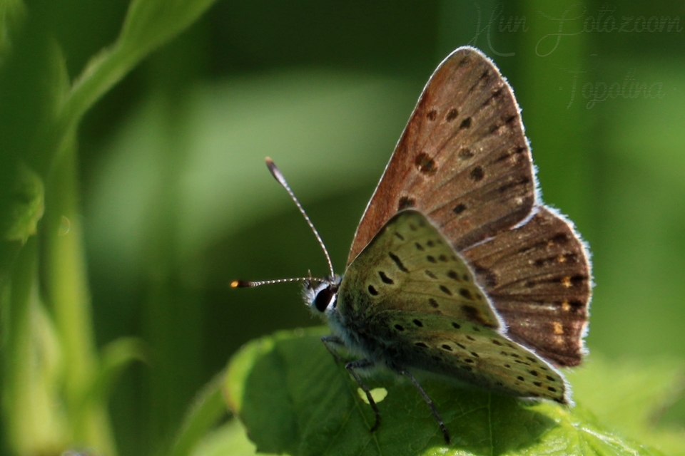 Lycaena tityrus - barna tűzlepke