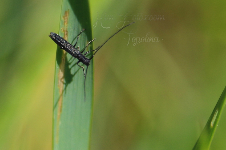 Theophilea subcylindricollis - hengeres szalmacincér