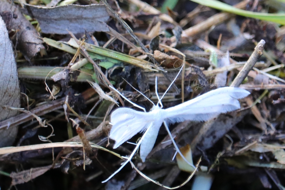 Pterophorus pentadactyla - fehér tollasmoly