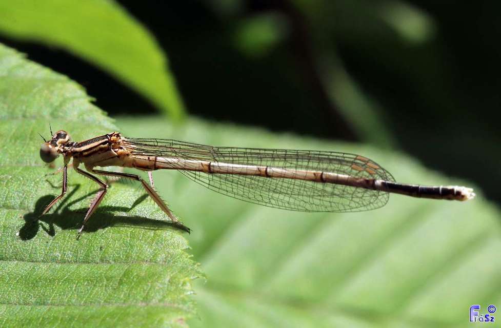 Platycnemis pennipes - széleslábú szitakötő