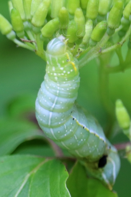 Amphipyra pyramidea - fahéjszínű bagoly