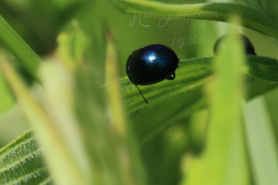 Chrysolina