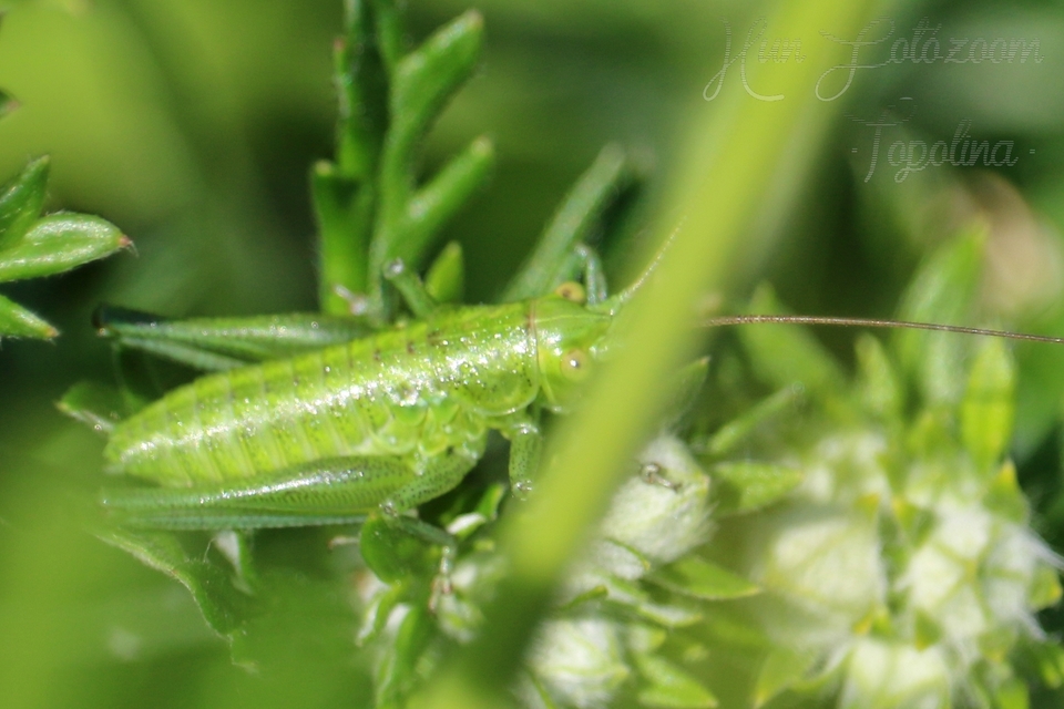 Tettigonia