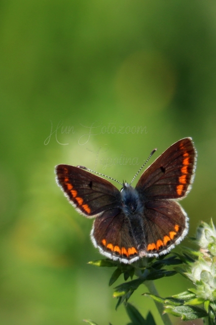 Aricia agestis - szerecsenboglárka