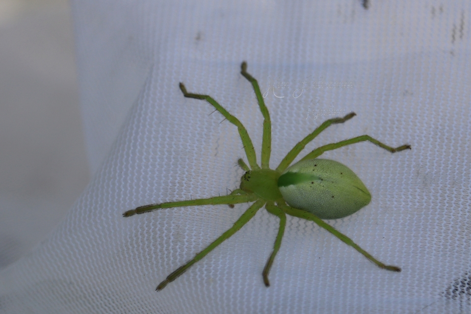 Micrommata virescens - hunyópók