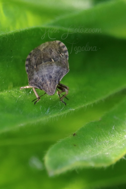 Eurygaster maura - mórpoloska Eurygaster maura - mórpoloska