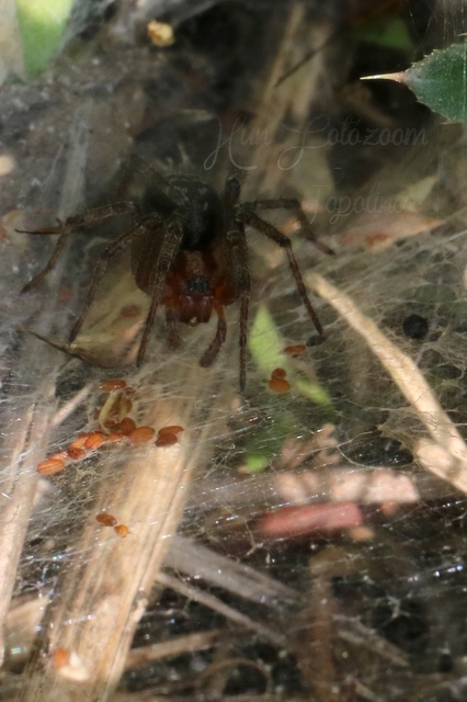 Agelena labyrinthica - illó tölcsérpók