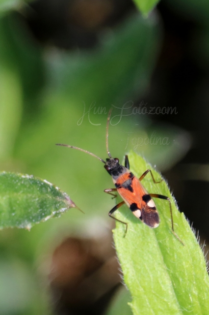 Beosus quadripunctatus - pettyes homokibodobács