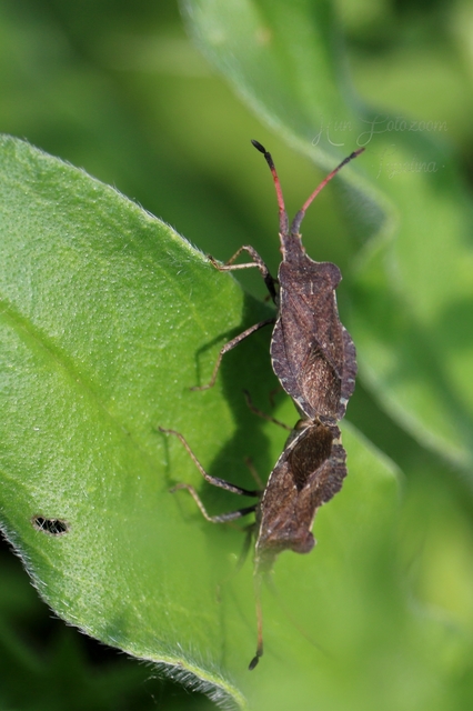 Enoplops scapha - feketés karimáspoloska