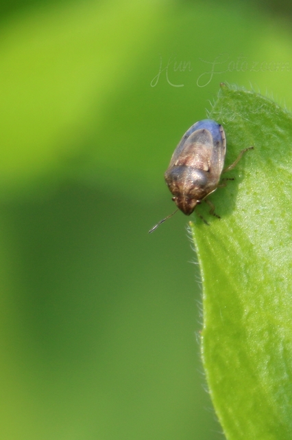 Neottiglossa leporina - sárgahasú címerespoloska Neottiglossa leporina - sárgahasú címerespoloska