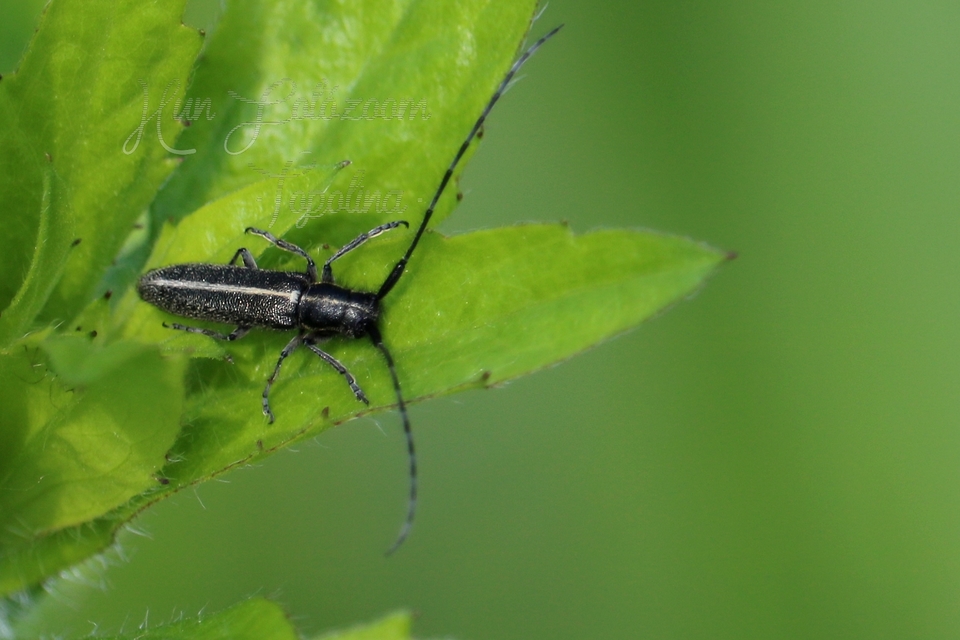 Agapanthia cardui - sávos bogáncscincér