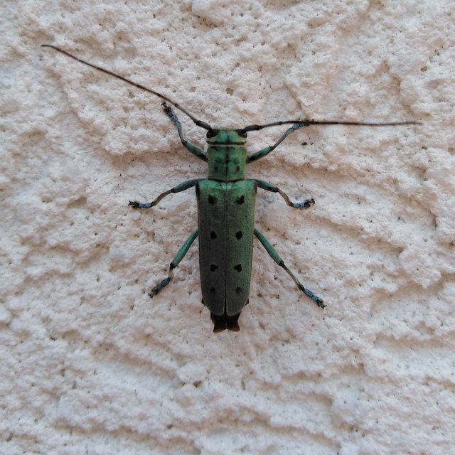 Saperda octopunctata - nyolcpontos cincér