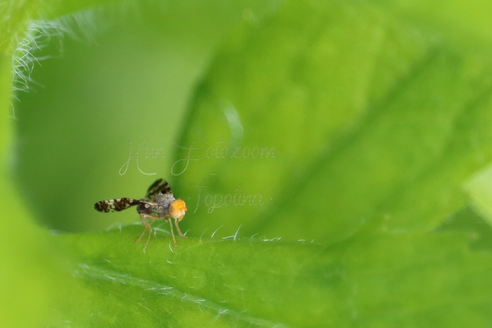 Tephritidae - fúrólégyfélék