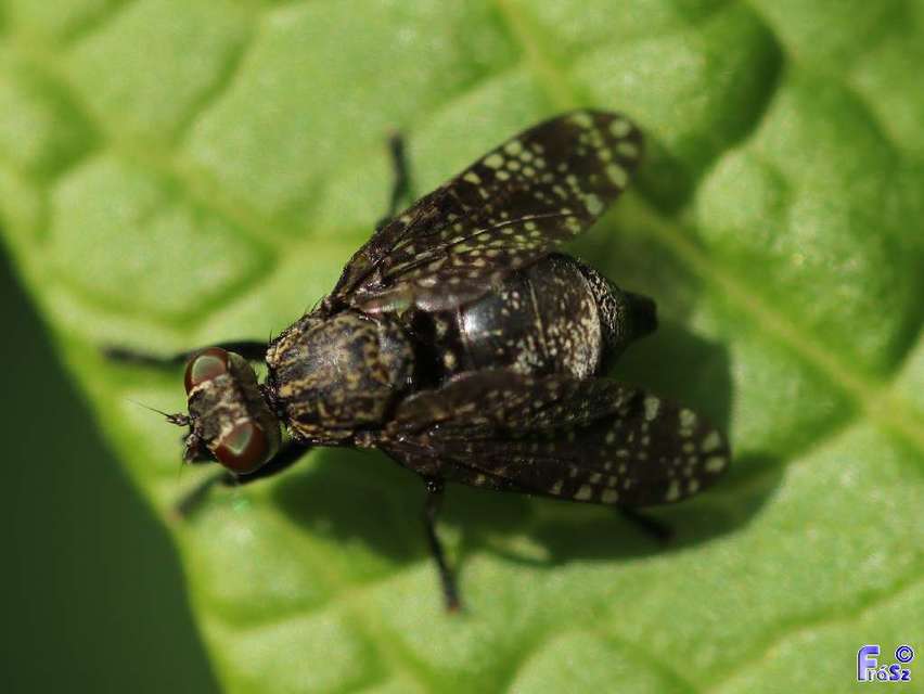 Platystoma