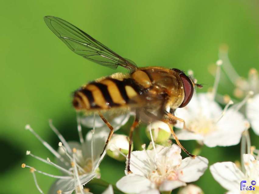 Syrphus torvus - nagy kertizengőlégy