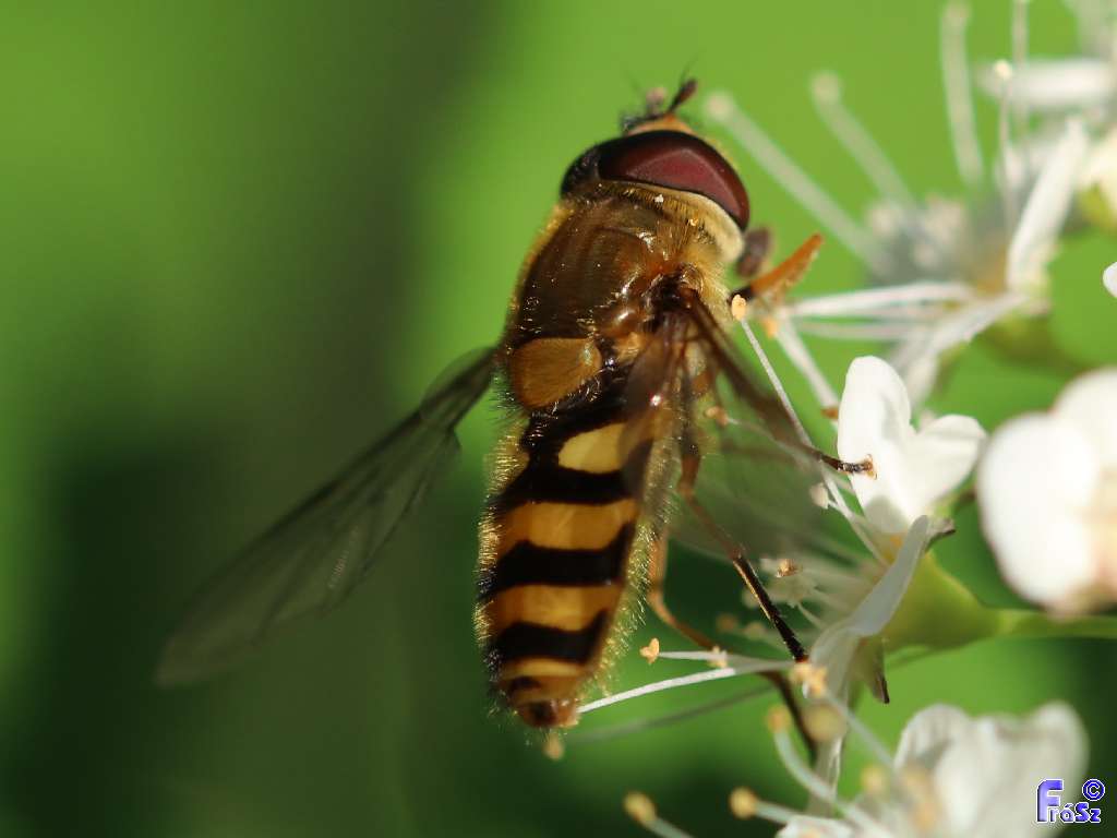 Syrphus torvus - nagy kertizengőlégy