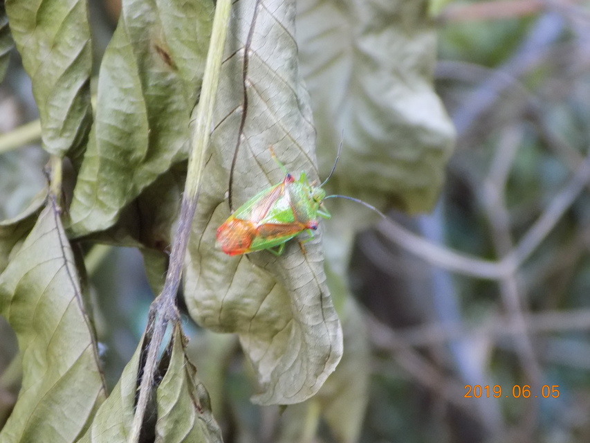 Acanthosoma haemorrhoidale - nagy dajkapoloska Acanthosoma haemorrhoidale - nagy dajkapoloska