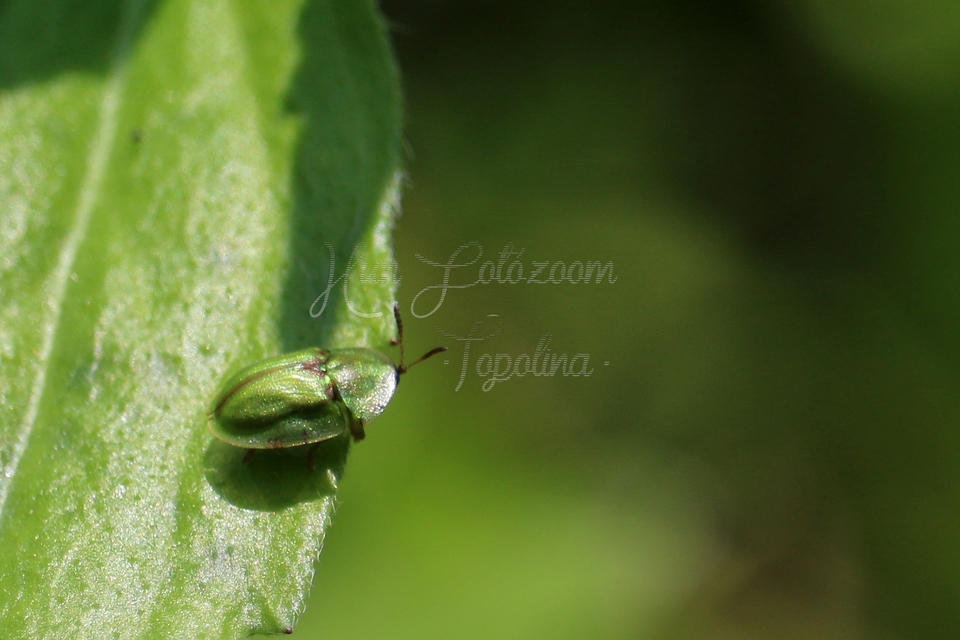 Cassida Cassida