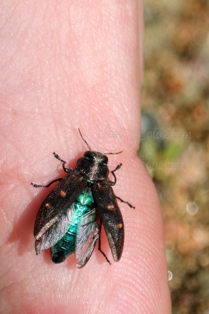 Chrysobothris affinis - aranypettyes díszbogár