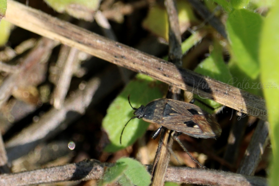Graptopeltus lynceus - homoki díszesbodobács