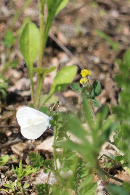 Leptidea sinapis - mustárlepke