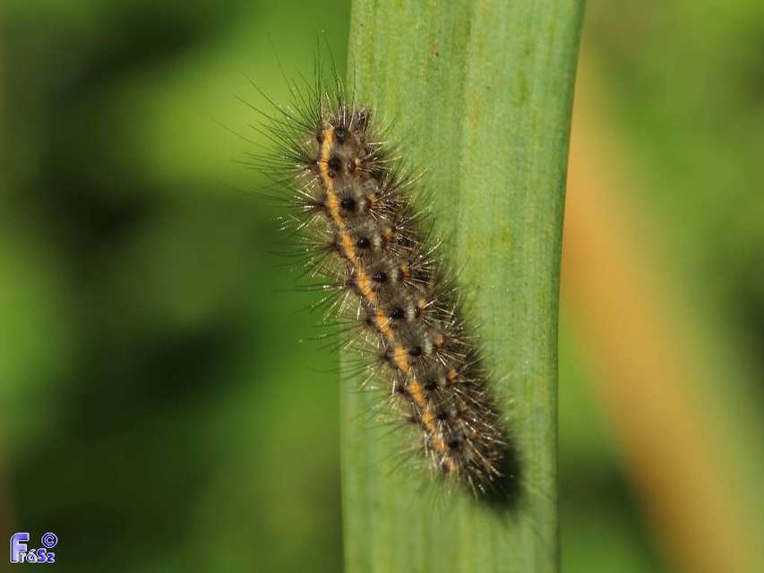 Phragmatobia fuliginosa - füstös medvelepke