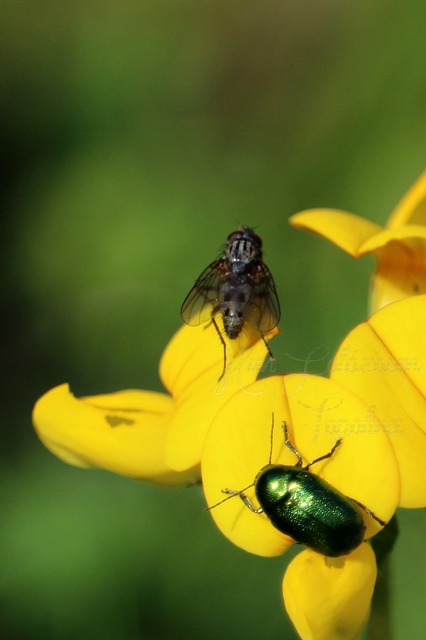 Cryptocephalus