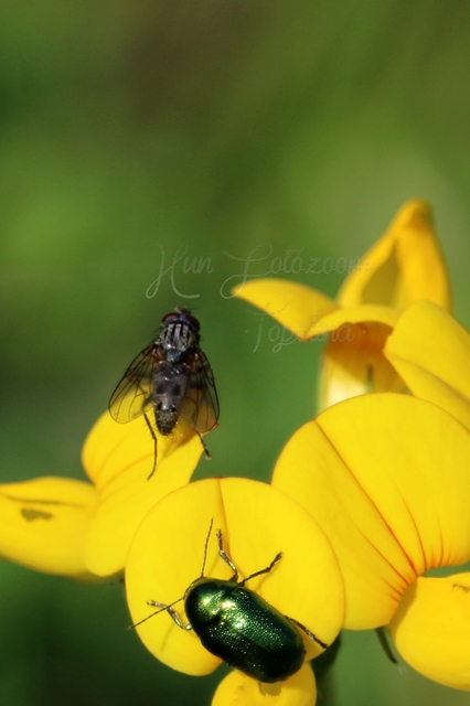 Muscidae - igazi legyek