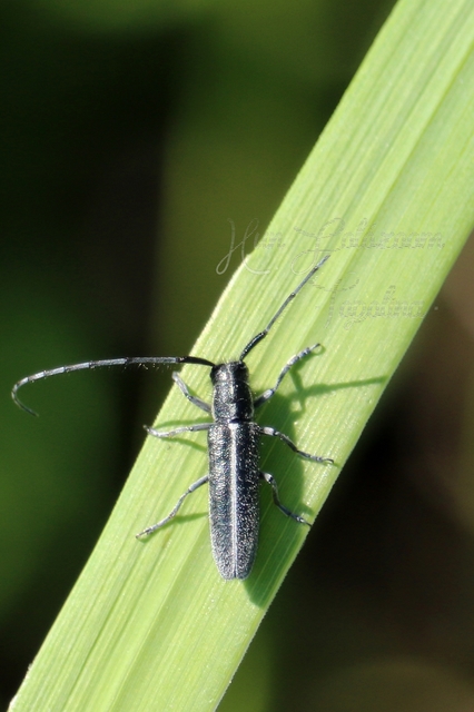 Agapanthia cardui - sávos bogáncscincér