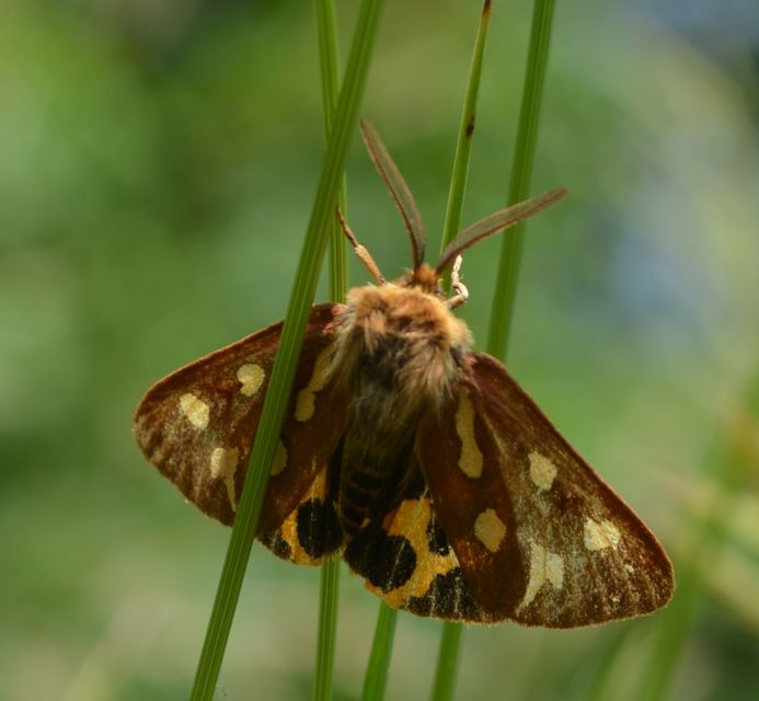 Hyphoraia aulica - barna medvelepke