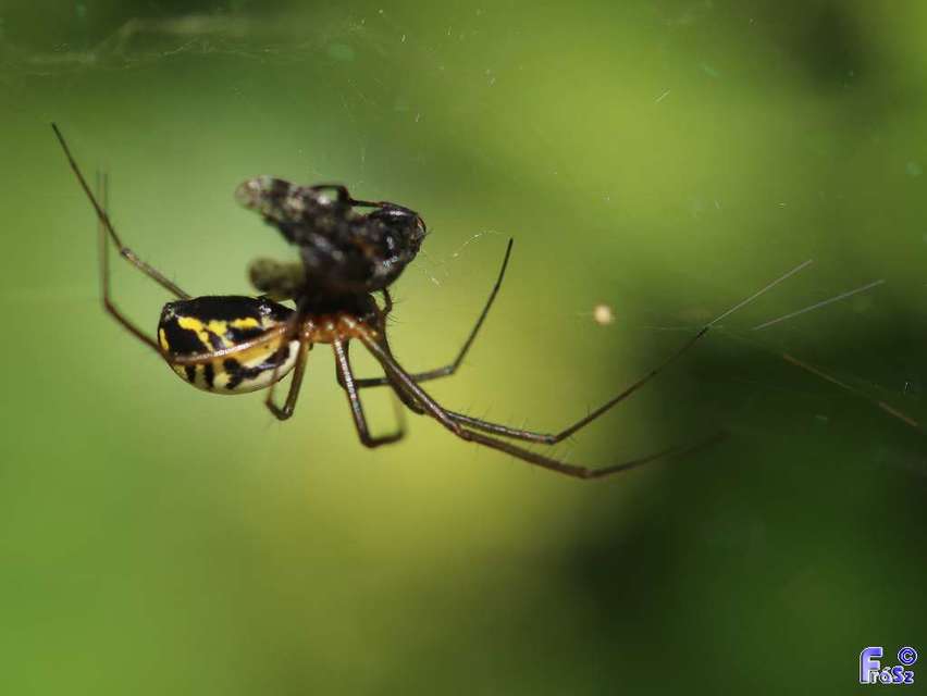 Frontinellina frutetorum - bokor vitorláspók