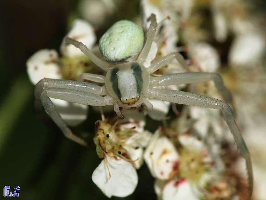 Misumena vatia - viráglakó karolópók