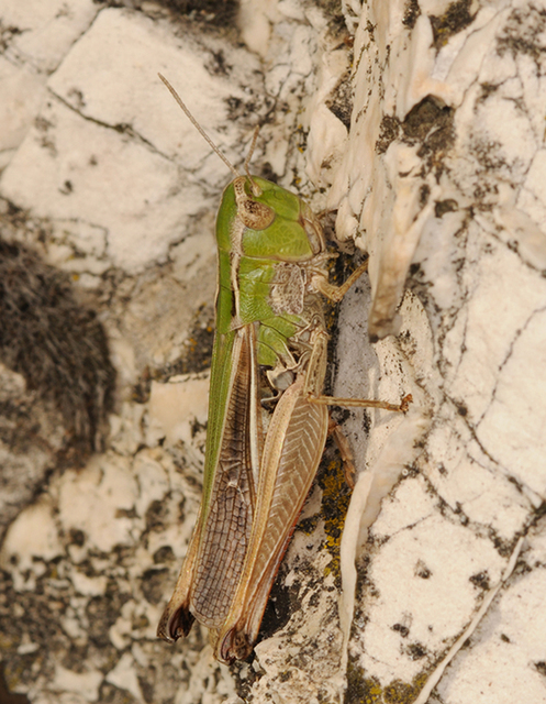Stenobothrus lineatus - jajgató rétisáska