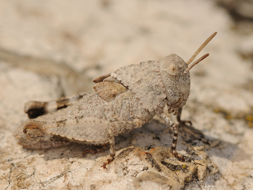 Oedipoda caerulescens - kékszárnyú sáska