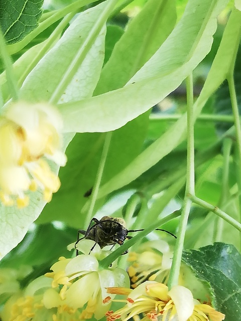 Pachytodes erraticus - rajzos virágcincér