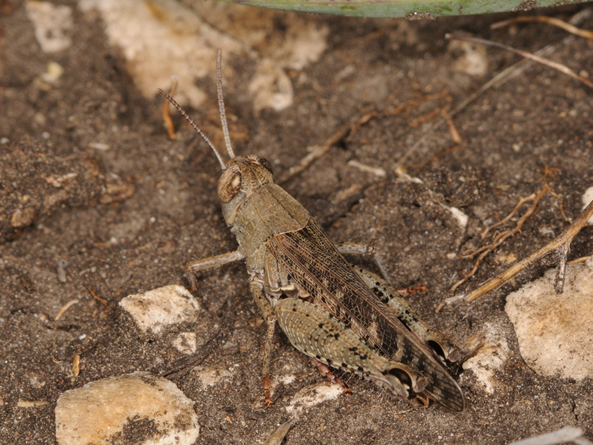 Calliptamus italicus - olaszsáska