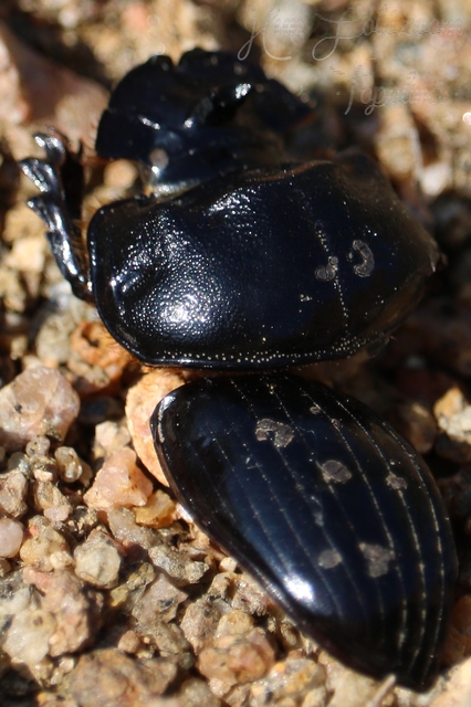 Copris lunaris - közönséges holdszarvú-ganéjtúró