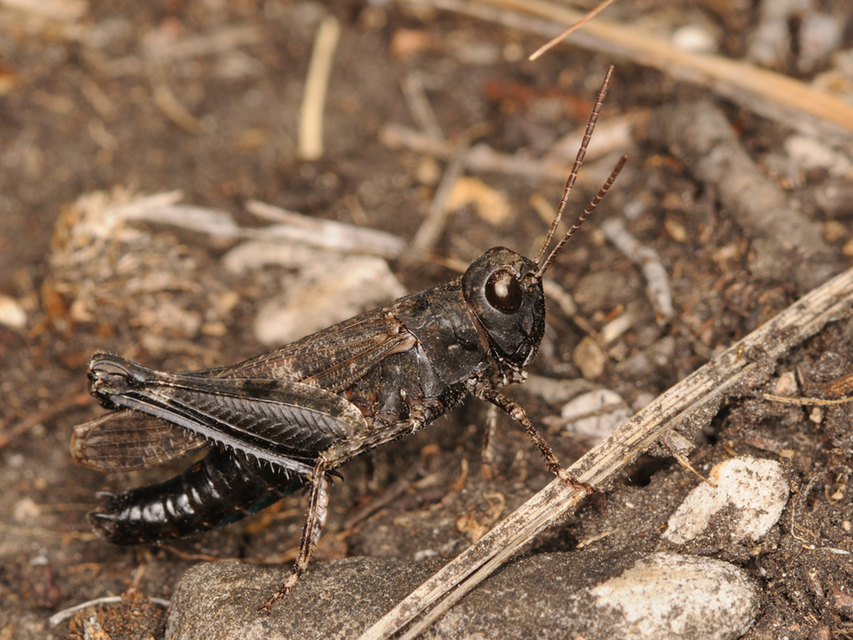 Celes variabilis - szerecsensáska