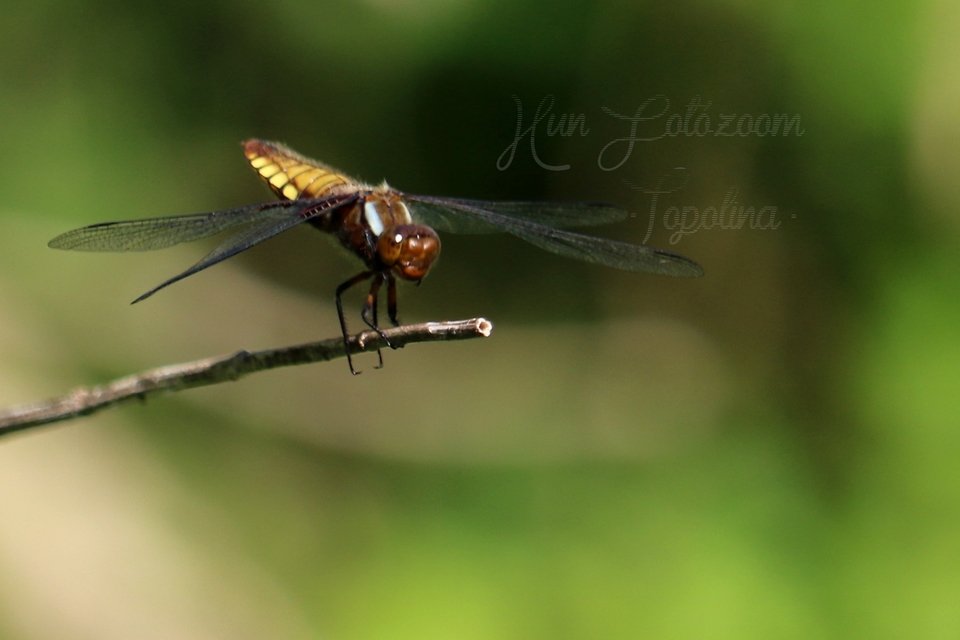 Libellula depressa - széles laposacsa