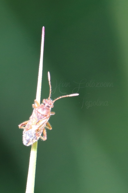 Rhopalus parumpunctatus - közönséges üvegszárnyú-poloska