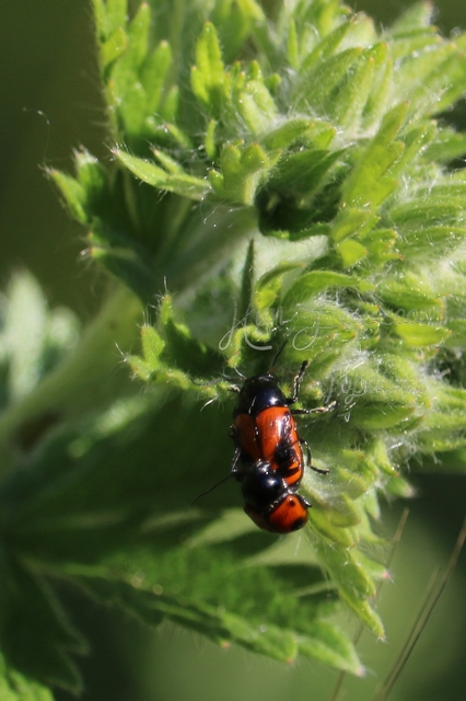 Cryptocephalus bipunctatus - kétpettyes zömökbogár