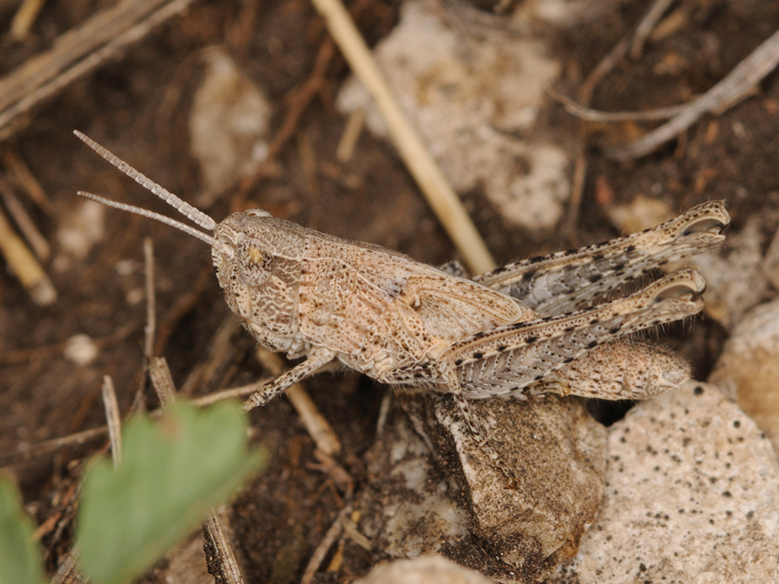 Chorthippus (Glyptobothrus) (subgenus)