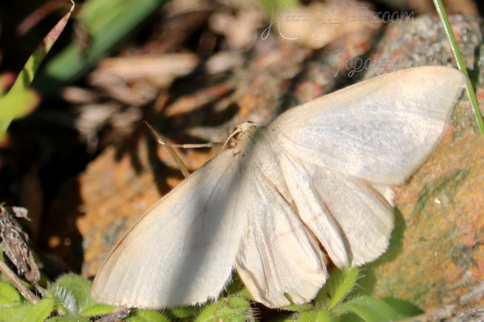 Rhodostrophia vibicaria - pirosszélű araszoló