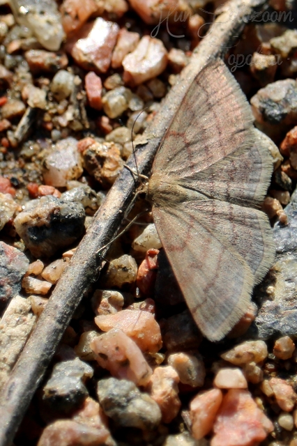 Scopula rubiginata - réti pirosaraszoló