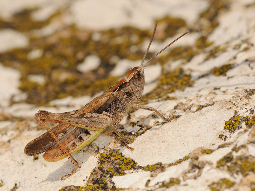 Chorthippus biguttulus - zengő tarlósáska