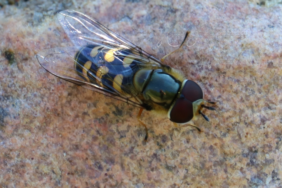 Eupeodes