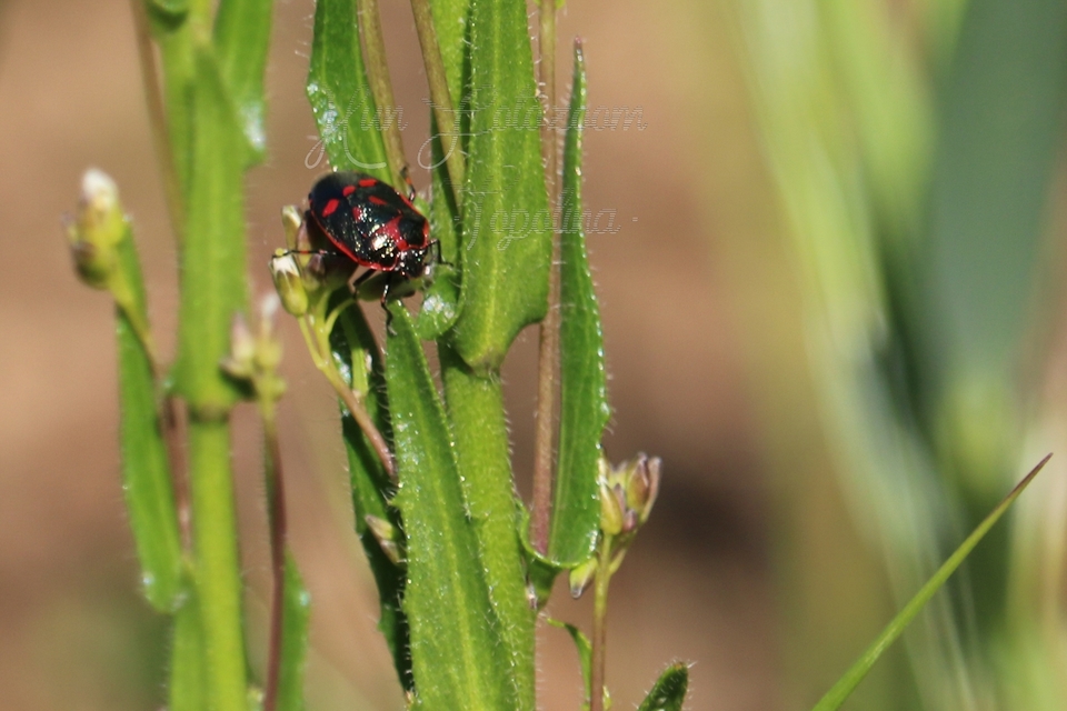 Eurydema oleracea - paréjpoloska Eurydema oleracea - paréjpoloska