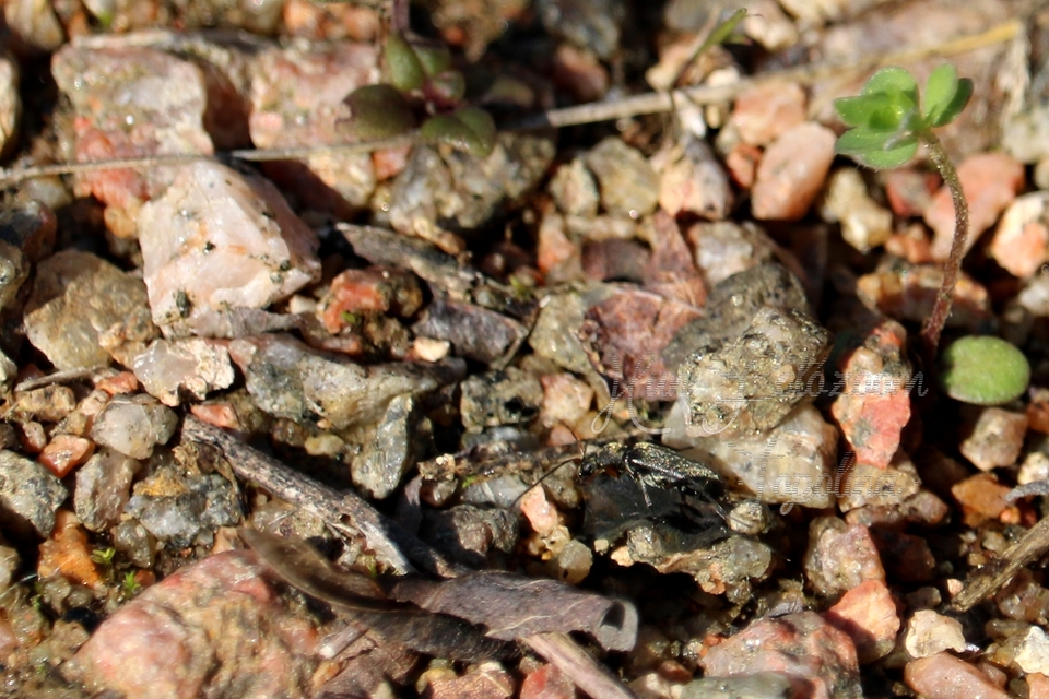 Grammoptera Grammoptera