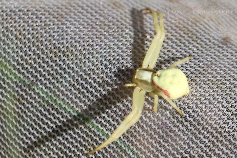 Misumena vatia - viráglakó karolópók