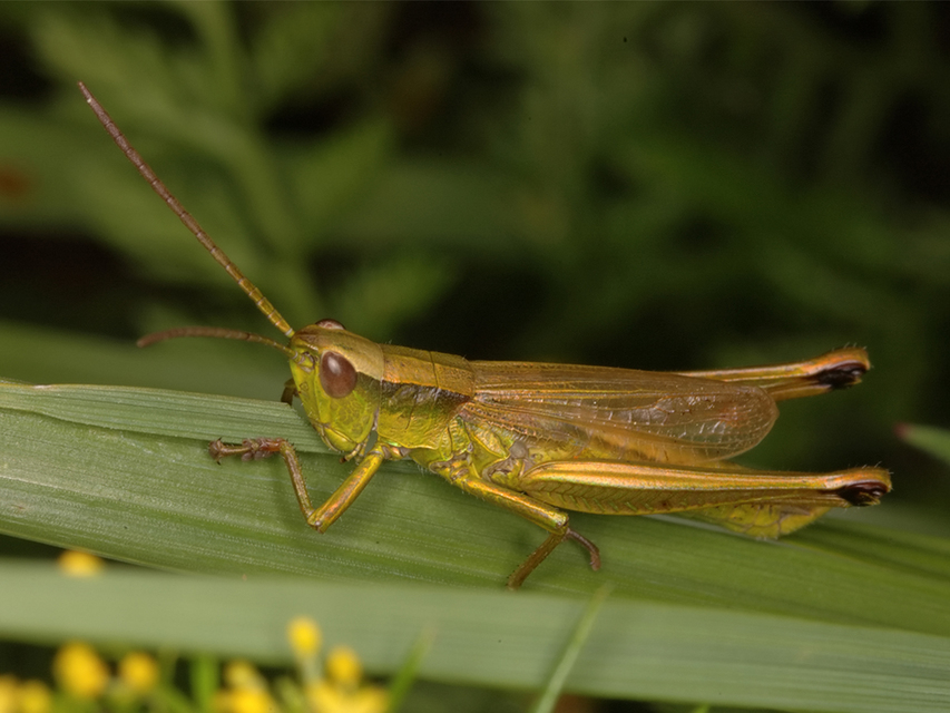 Chrysochraon dispar - aranyos sáska